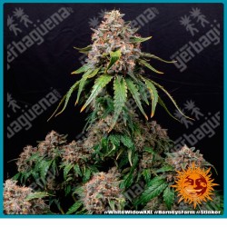 White widow xxl strain ( Brazilian x South indian ) de Barney's farm seeds