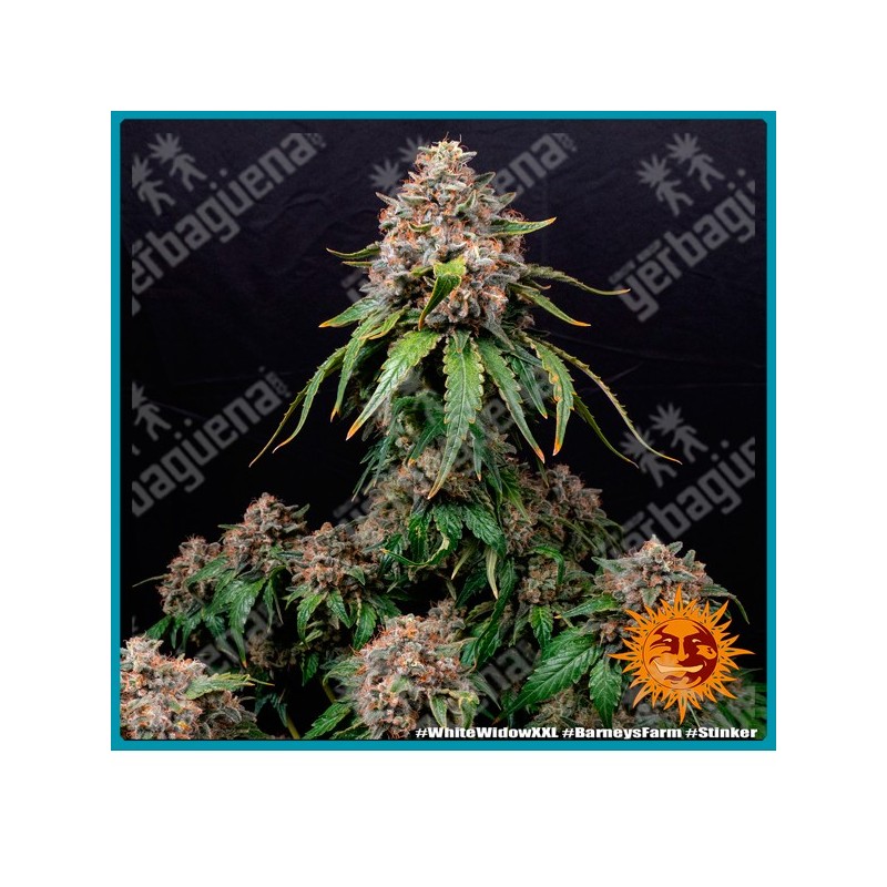 White widow xxl strain ( Brazilian x South indian ) de Barney's farm seeds