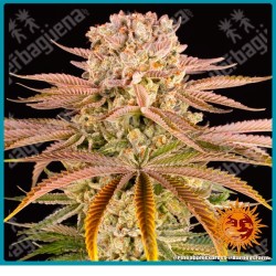 Pineapple express strain ( Hawaiian landrace sativa x Trainwreck ) de Barney's farm seeds
