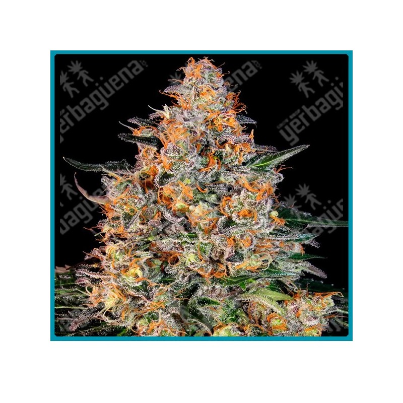 Bubba kush strain ( Afghan Kush Landrace x OG Kush ) de Barney's farm seeds