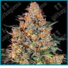 Bubba kush strain ( Afghan Kush Landrace x OG Kush ) de Barney's farm seeds