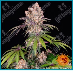 Ice cream cake strain ( Gelato 33 Strain x Wedding Cake Strain ) de Barney's farm seeds.