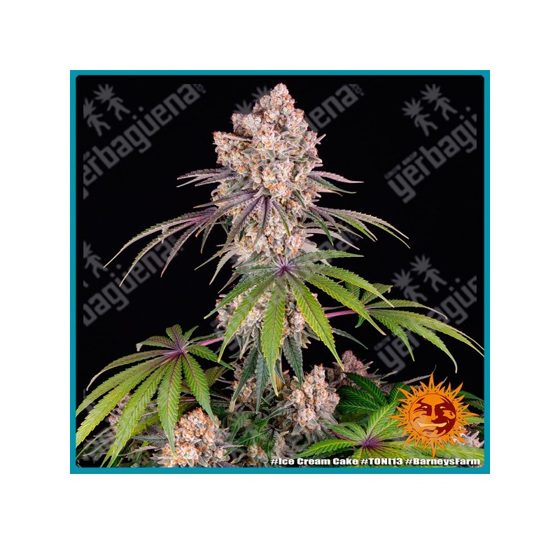 Ice cream cake strain ( Gelato 33 Strain x Wedding Cake Strain ) de Barney's farm seeds.