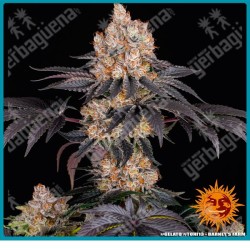 Gelato Strain ( Blue Sunset Sherbert Strain x Thin Mint Girl Scout Cookies Strain ) de Barney's farm seeds