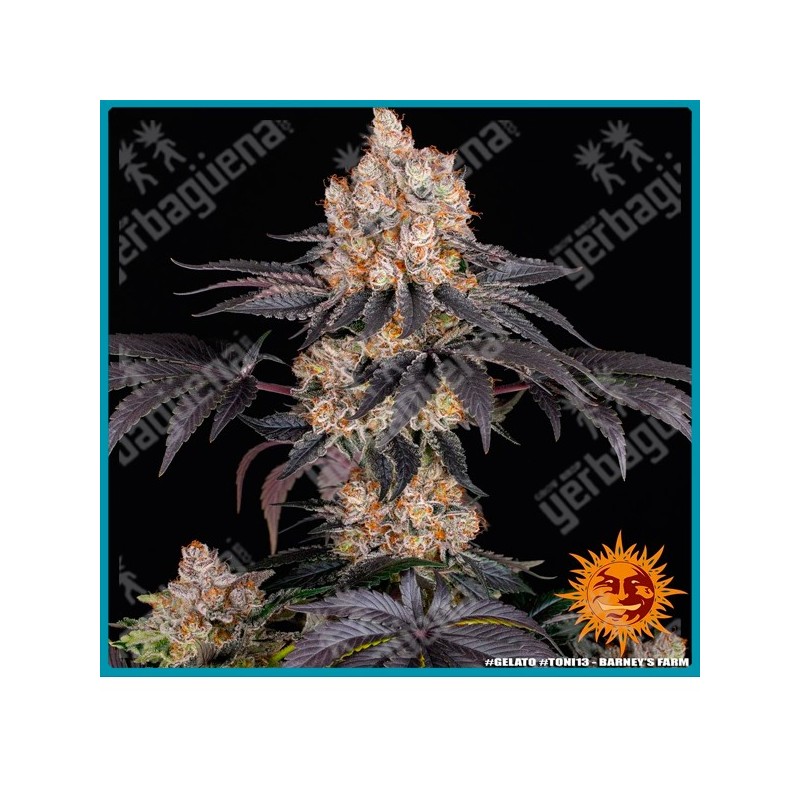 Gelato Strain ( Blue Sunset Sherbert Strain x Thin Mint Girl Scout Cookies Strain ) de Barney's farm seeds