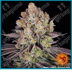 Runtz Strain ( Original Z Strain x Gelato Strain ) de Barney's farm seeds