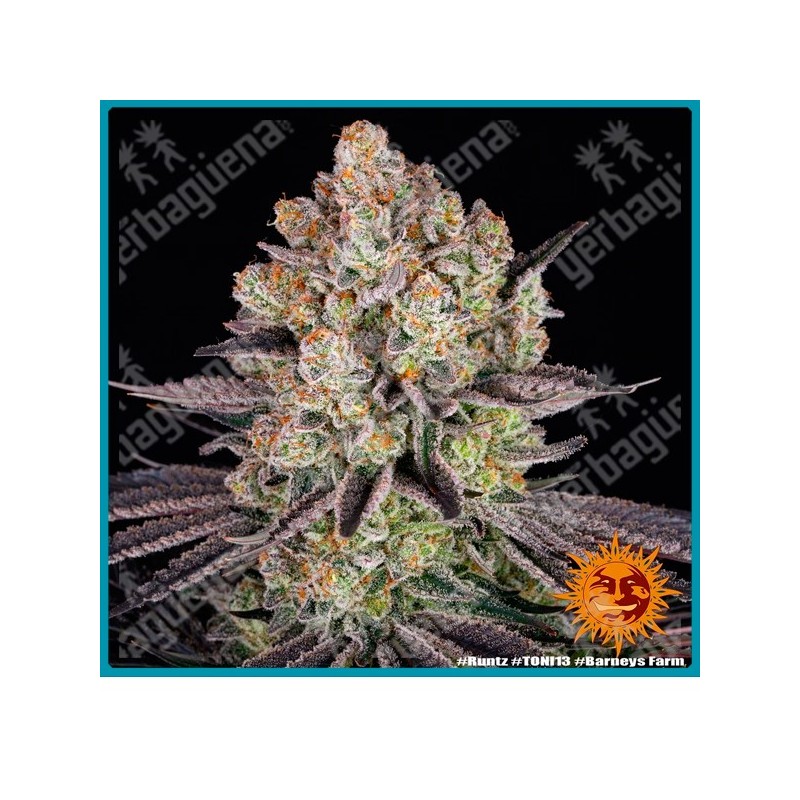 Runtz Strain ( Original Z Strain x Gelato Strain ) de Barney's farm seeds