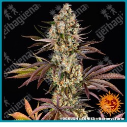 Og kush Strain ( Chemdawg Strain x Lemon Thai Strain x Hindu Kush ) de Barney's farm seeds.