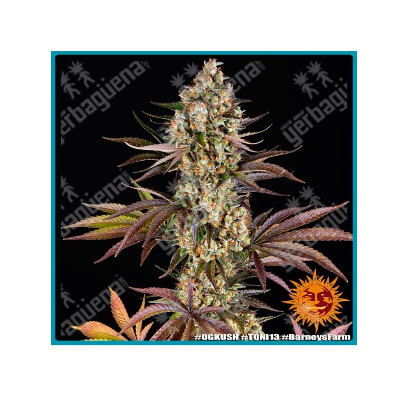 Og kush Strain ( Chemdawg Strain x Lemon Thai Strain x Hindu Kush ) de Barney's farm seeds.