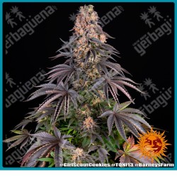 Girl scout cookies strain ( OG Kush Strain x Durban Poison Strain ) de Barney's farm seeds
