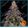 Girl scout cookies strain ( OG Kush Strain x Durban Poison Strain ) de Barney's farm seeds