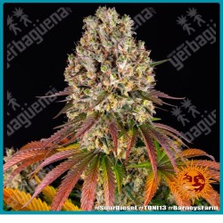 Sour diesel strain ( Super Skunk Strain x Chemdawg Strain ) de Barney's farm seeds