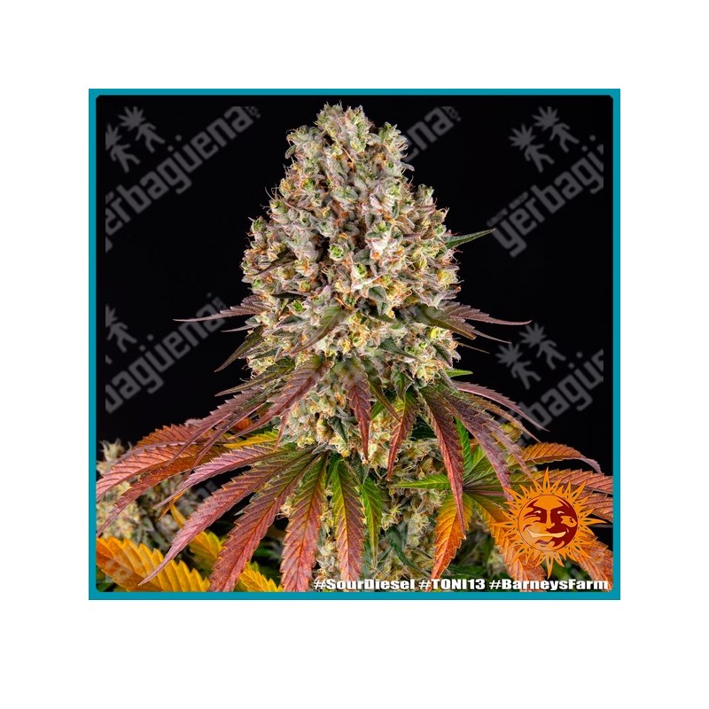 Sour diesel strain ( Super Skunk Strain x Chemdawg Strain ) de Barney's farm seeds