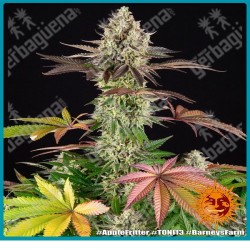 Apple Fritter Strain ( Animal Cookies Strain x Sour Apple Strain ) de Barney's farm seeds