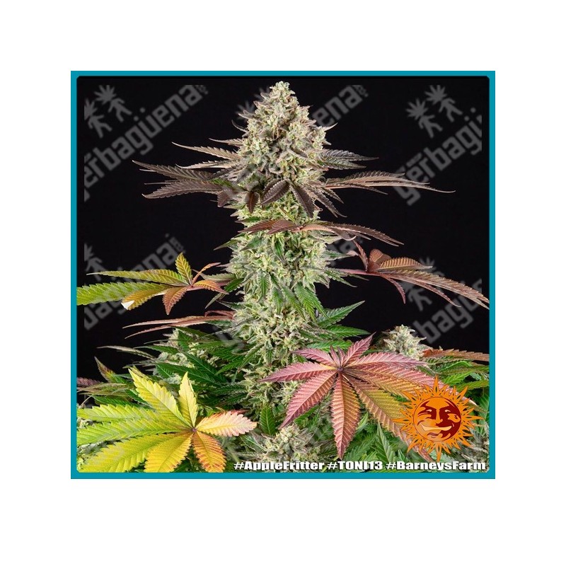 Apple Fritter Strain ( Animal Cookies Strain x Sour Apple Strain ) de Barney's farm seeds