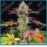 Apple Fritter Strain ( Animal Cookies Strain x Sour Apple Strain ) de Barney's farm seeds