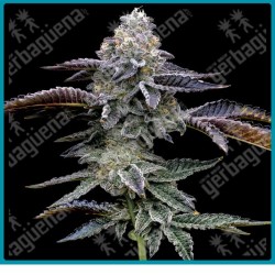 Blue dream Strain ( Blueberry x Super Silver Haze ) de Barney's farm seeds.