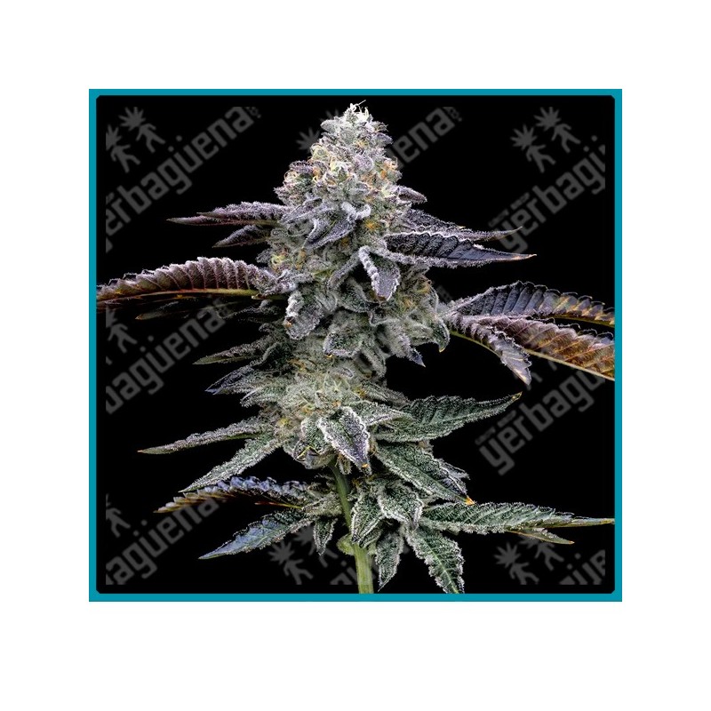 Blue dream Strain ( Blueberry x Super Silver Haze ) de Barney's farm seeds.