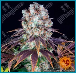 Bruce Banner Strain ( Strawberry Diesel Strain x OG Kush Strain ) de Barney's farm seeds