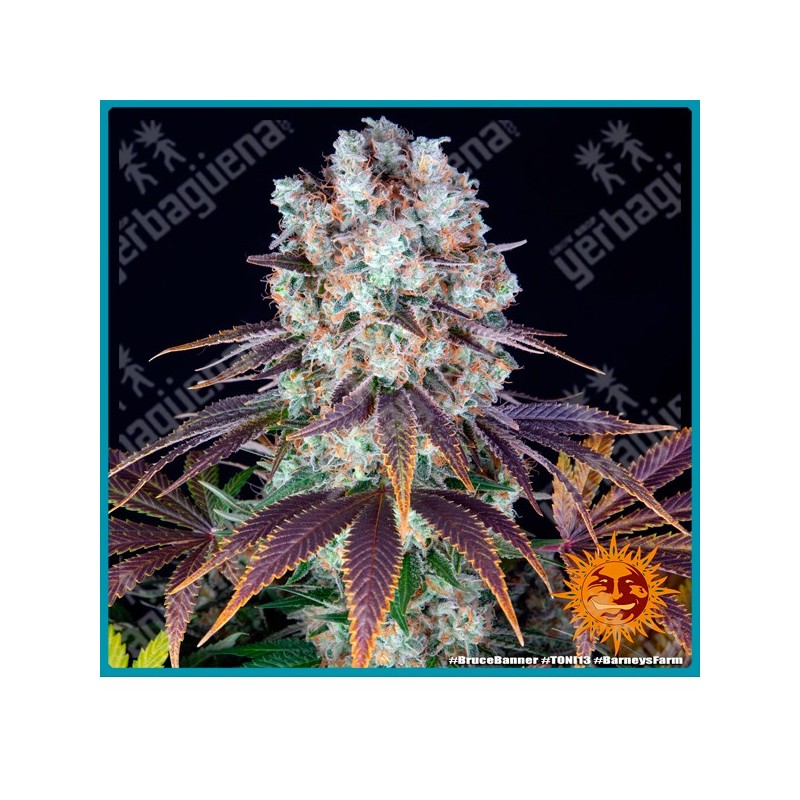 Bruce Banner Strain ( Strawberry Diesel Strain x OG Kush Strain ) de Barney's farm seeds