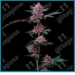 Cherry Poppers Strain ( Lemon Kush x Cherry Z ) de Barney´s farm seeds
