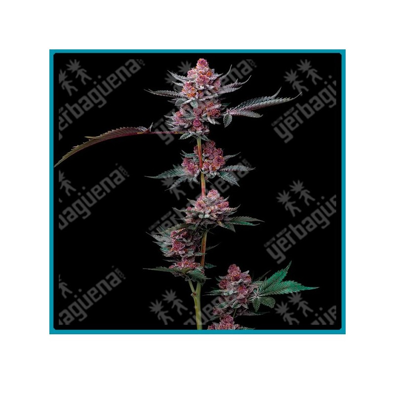 Cherry Poppers Strain ( Lemon Kush x Cherry Z ) de Barney´s farm seeds