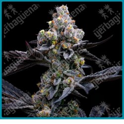 Garlic cookies Strain ( Girl scout cookies x Chemdawg ) de Barney's farm seeds