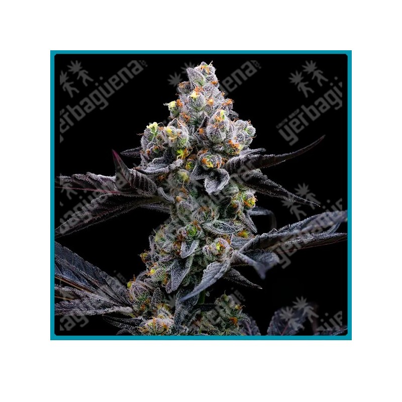 Garlic cookies Strain ( Girl scout cookies x Chemdawg ) de Barney's farm seeds