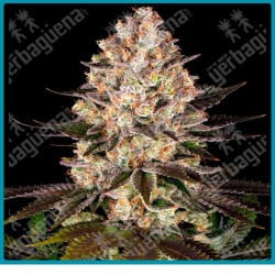 Hindu kush Strain ( Hindu Kush Mountains landrace ) de Barney's farm seeds.