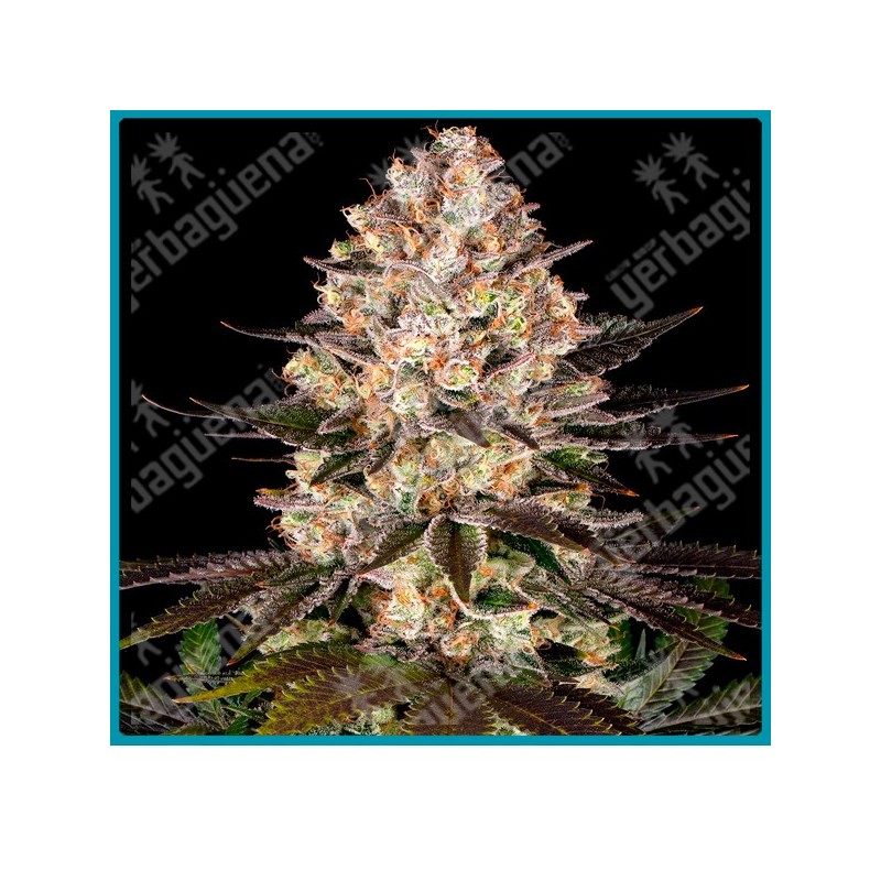 Hindu kush Strain ( Hindu Kush Mountains landrace ) de Barney's farm seeds.