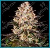 Hindu kush Strain ( Hindu Kush Mountains landrace ) de Barney's farm seeds.