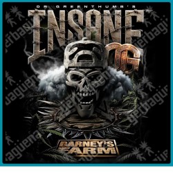 Insane OG Strain ( OG Kush x Bubba Kush x Granddaddy Purple ) de Barney's farm seeds.