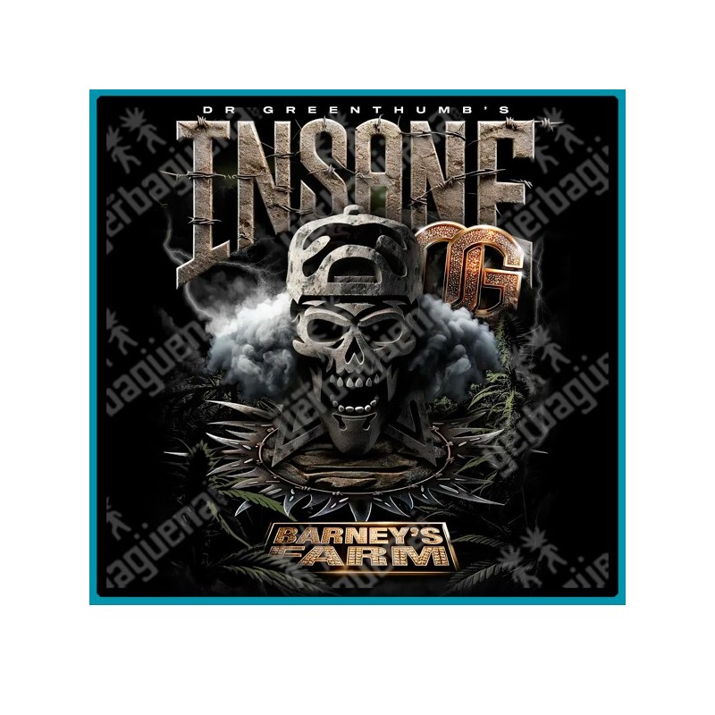 Insane OG Strain ( OG Kush x Bubba Kush x Granddaddy Purple ) de Barney's farm seeds.