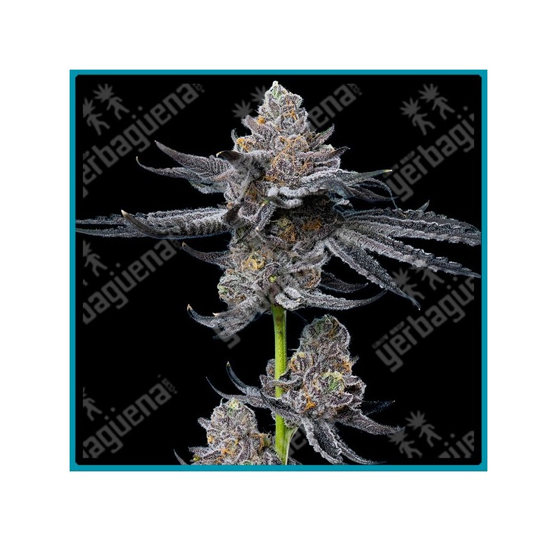 LFG Strain ( Lemon Cherry Gelato x Gelato 41 ) de Barney's farm seeds.