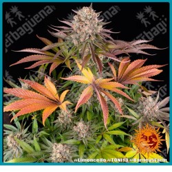 Limoncello strain ( Original Lemonnade Strain x Cherry Pie Strain ) de Barney's farm seeds