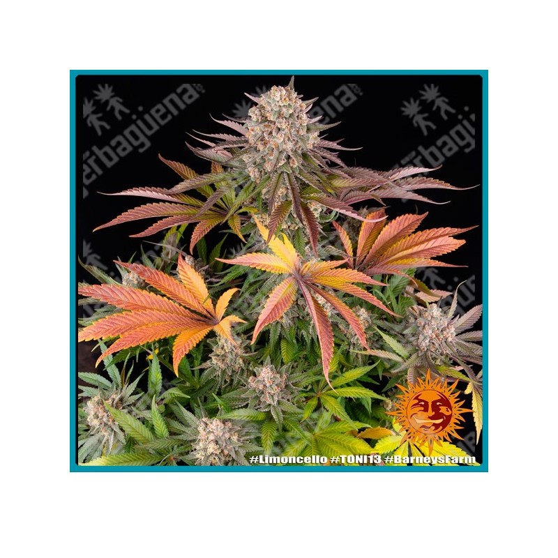 Limoncello strain ( Original Lemonnade Strain x Cherry Pie Strain ) de Barney's farm seeds