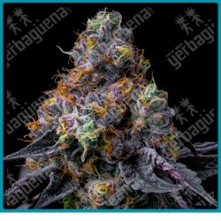 Rainbow Sherbet strain ( Champagne x Blackberry ) de Barney's farm seeds