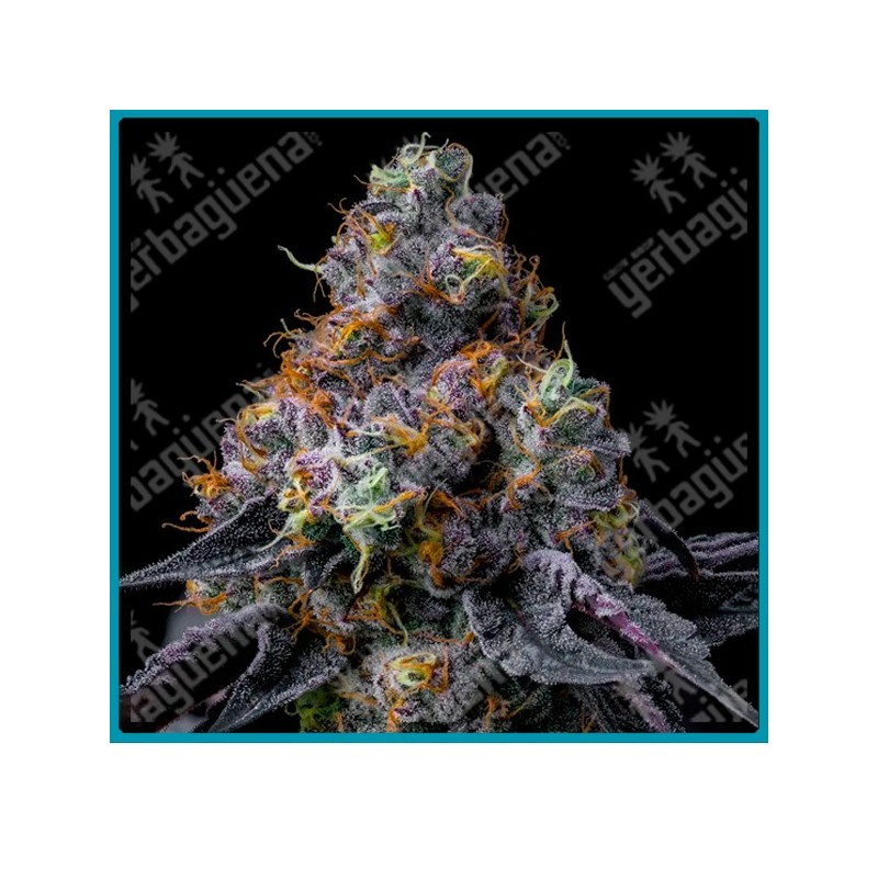 Rainbow Sherbet strain ( Champagne x Blackberry ) de Barney's farm seeds