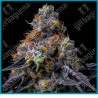 Rainbow Sherbet strain ( Champagne x Blackberry ) de Barney's farm seeds