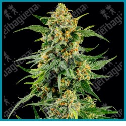 Skunk #1 strain ( Afghan x Acapulco Gold x Colombian Gold ) de Barney's farm seeds
