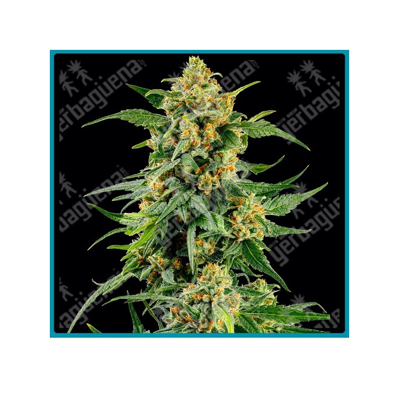 Skunk #1 strain ( Afghan x Acapulco Gold x Colombian Gold ) de Barney's farm seeds