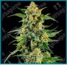 Skunk #1 strain ( Afghan x Acapulco Gold x Colombian Gold ) de Barney's farm seeds