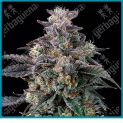 Super Boof strain ( Black Cherry Punch x Tropicana Cookies ) de Barney's farm seeds