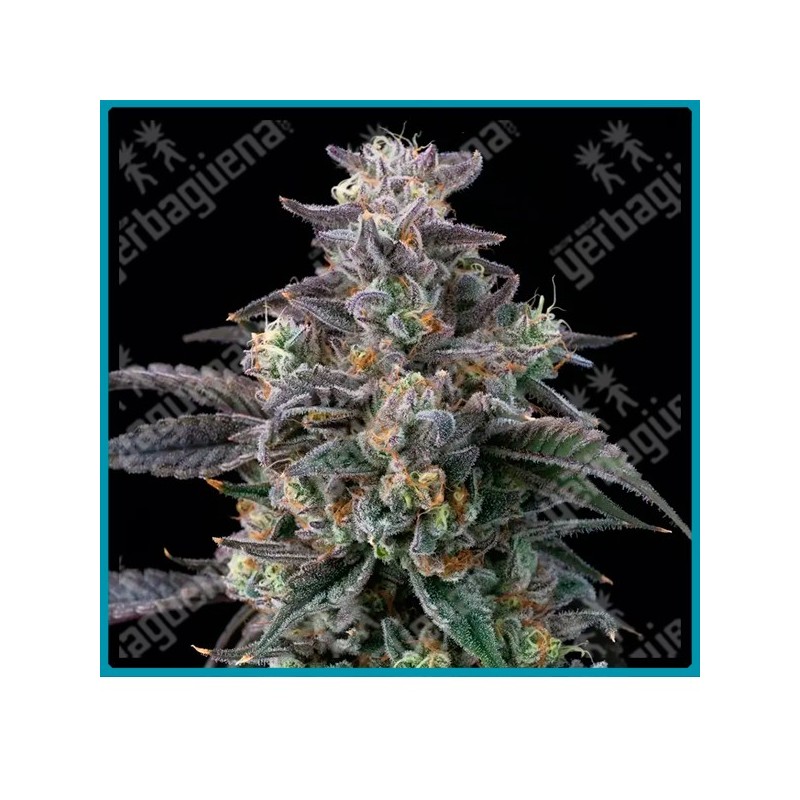 Super Boof strain ( Black Cherry Punch x Tropicana Cookies ) de Barney's farm seeds