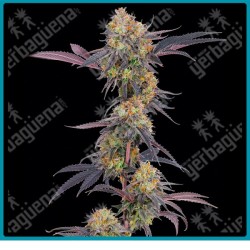 Tropicana Cherry strain ( Tropicana Cookies x Tropicanna Cherry ) de Barney's farm seeds
