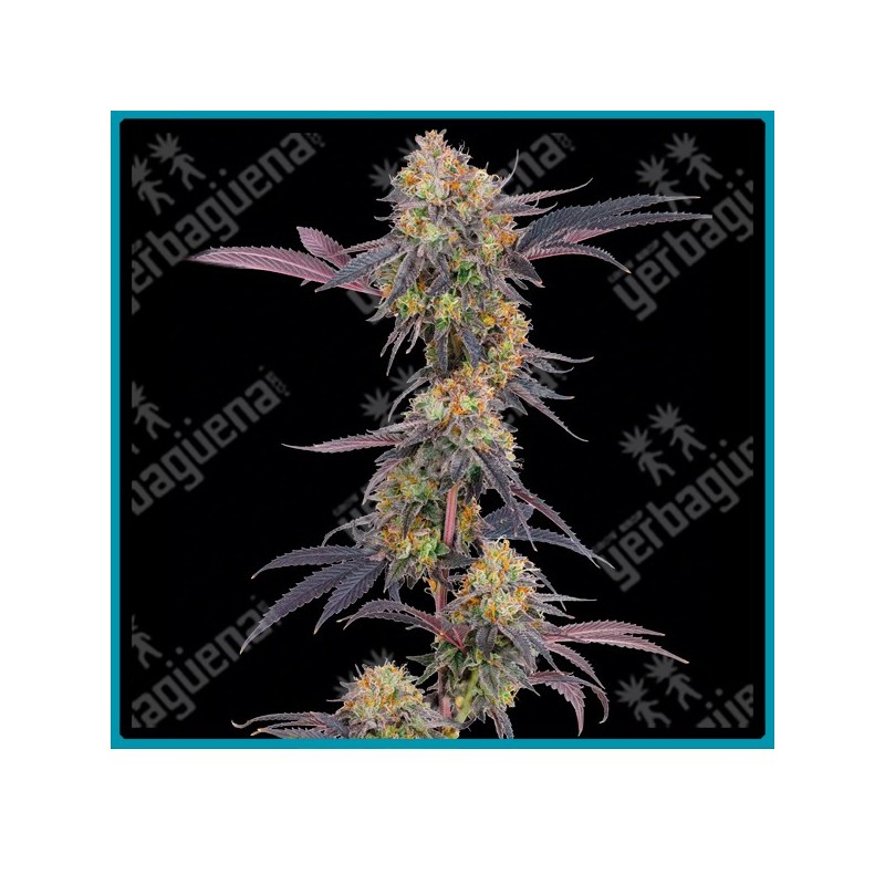 Tropicana Cherry strain ( Tropicana Cookies x Tropicanna Cherry ) de Barney's farm seeds