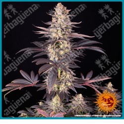 White Runtz strain ( Gelato x Original Z Strain ) de Barney´s farm seeds