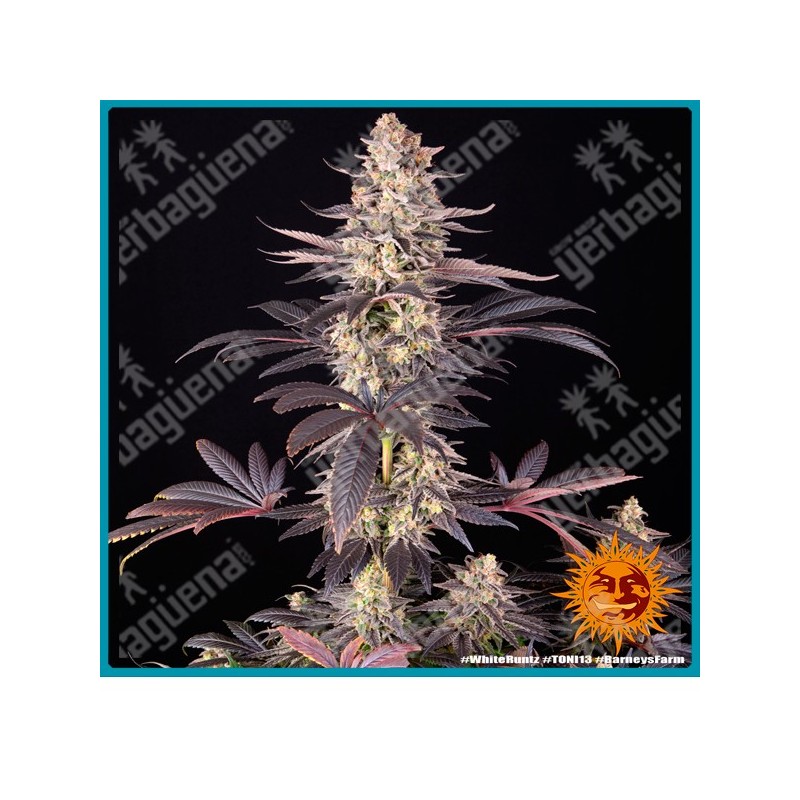 White Runtz strain ( Gelato x Original Z Strain ) de Barney´s farm seeds