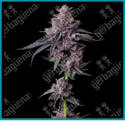 Zillions Strain ( Original Zkittlez x Lemon Cherry Gelato ) de Barney's farm seeds