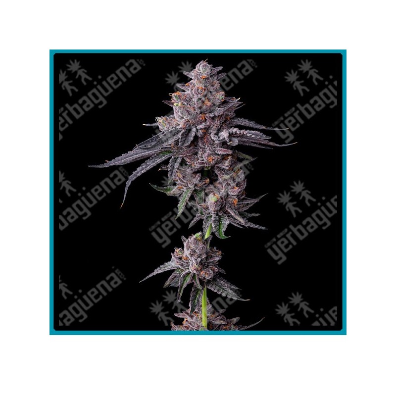 Zillions Strain ( Original Zkittlez x Lemon Cherry Gelato ) de Barney's farm seeds